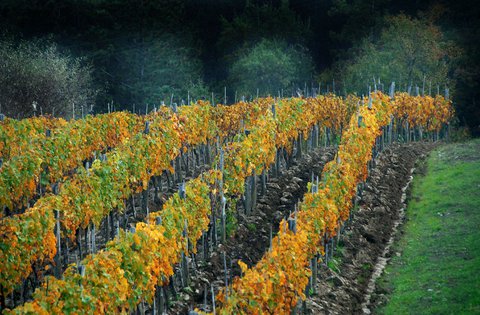 Il Presidente della Regione ha avviato la procedura per stabilire i danni causati dalla siccità nell'agricoltura